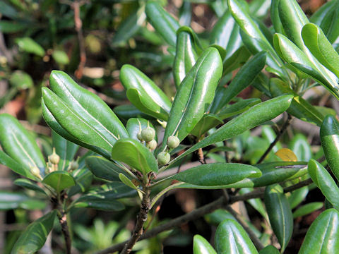 Pittosporum tobira