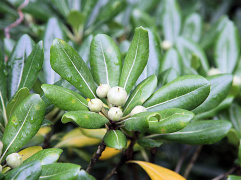 Pittosporum tobira