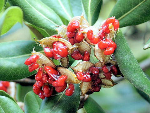 Pittosporum tobira