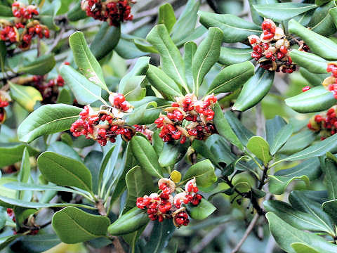 Pittosporum tobira