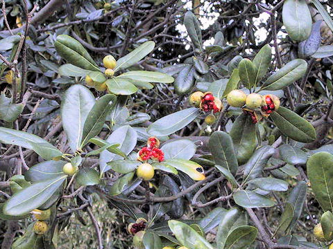 Pittosporum tobira