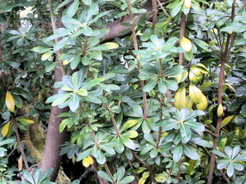 Pittosporum tobira