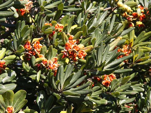 Pittosporum tobira