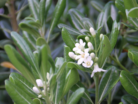 Pittosporum tobira