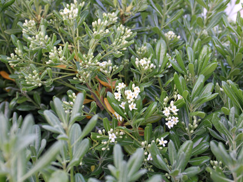 Pittosporum tobira