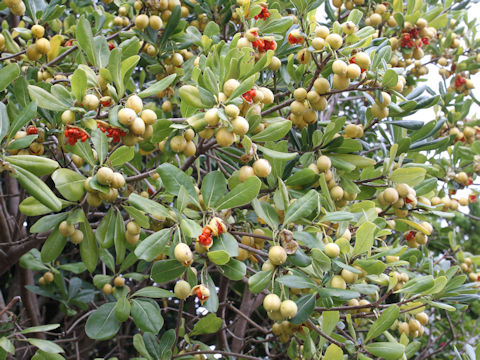 Pittosporum tobira