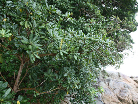 Pittosporum tobira