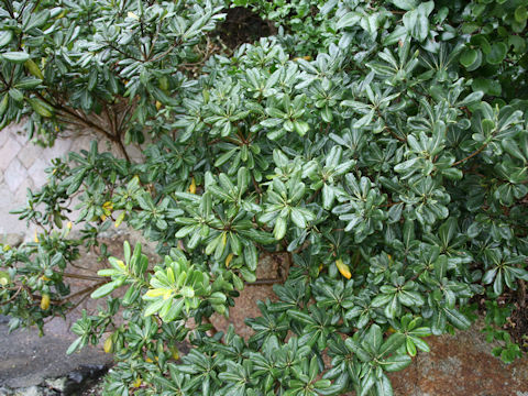 Pittosporum tobira