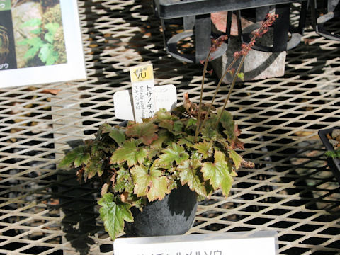 Mitella yoshinagae