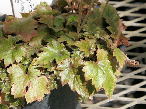 Mitella yoshinagae