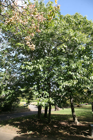 Eucommia ulmoides