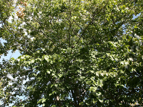 Eucommia ulmoides