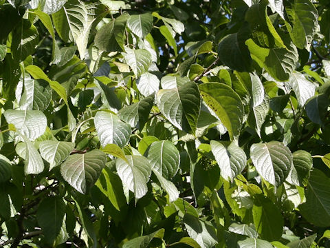 Eucommia ulmoides