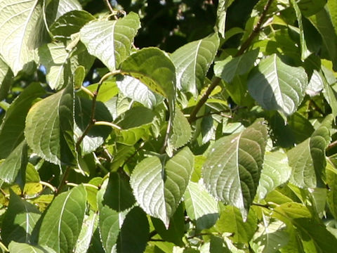 Eucommia ulmoides