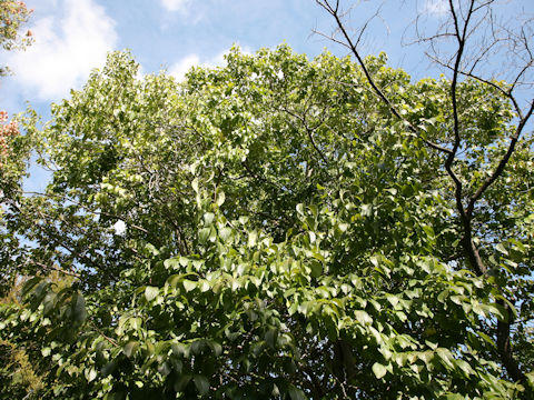 Eucommia ulmoides