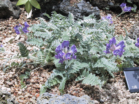 Oxytropis todomoshiriensis