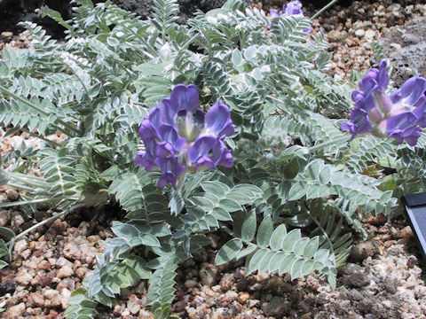 Oxytropis todomoshiriensis