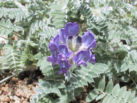 Oxytropis todomoshiriensis