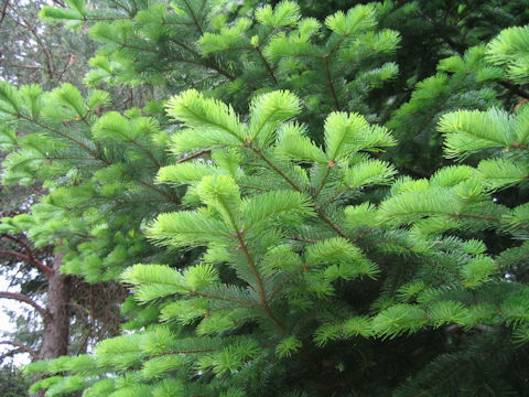 Abies sachalinensis