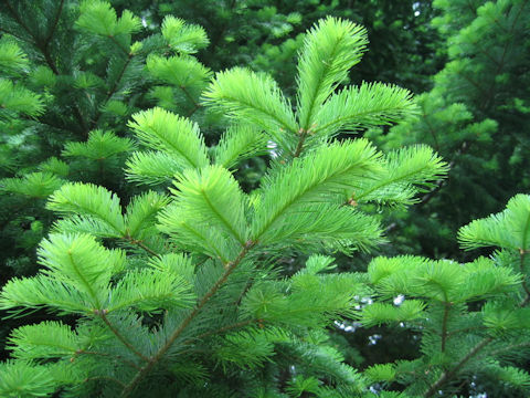 Abies sachalinensis