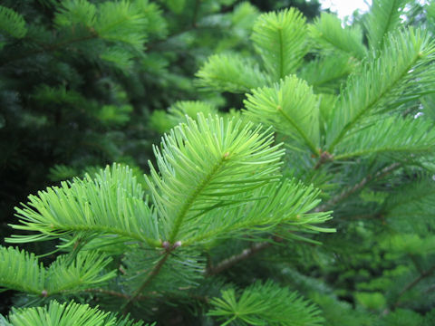 Abies sachalinensis