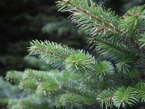 Abies sachalinensis