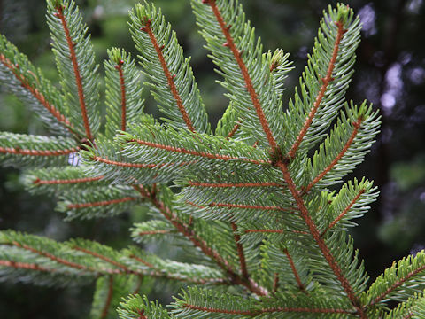 Abies sachalinensis