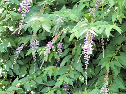 Buddleja lindleyana