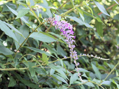 Buddleja lindleyana