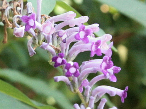 Buddleja lindleyana