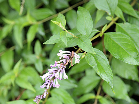 Buddleja lindleyana