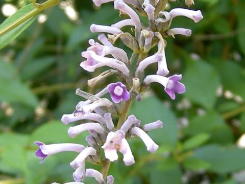 Buddleja lindleyana