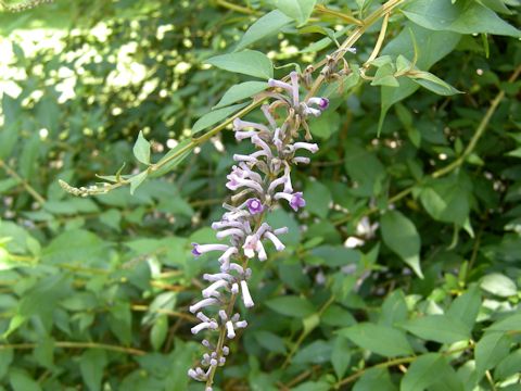 Buddleja lindleyana