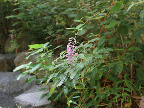 Buddleja lindleyana