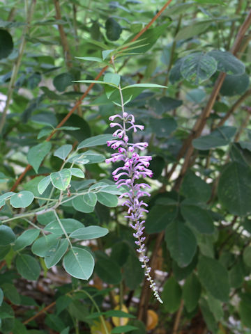 Buddleja lindleyana