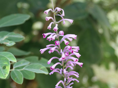 Buddleja lindleyana