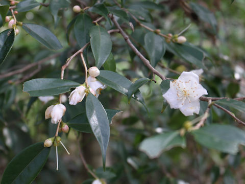 Camellia cuspidata var. cuspidata