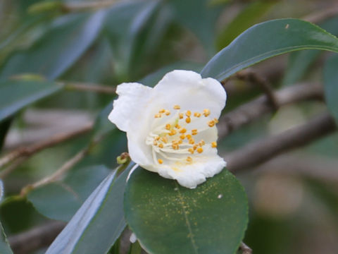 Camellia cuspidata var. cuspidata