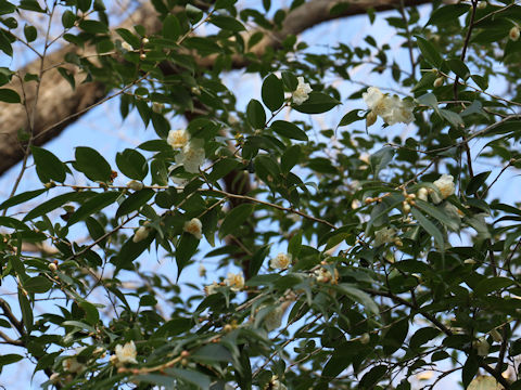 Camellia cuspidata var. cuspidata