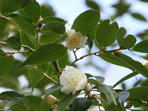 Camellia cuspidata var. cuspidata