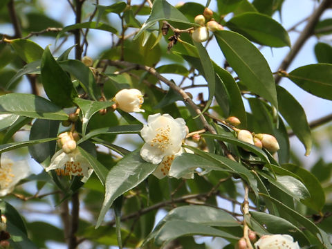 Camellia cuspidata var. cuspidata