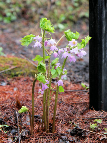 Ranzania japonica