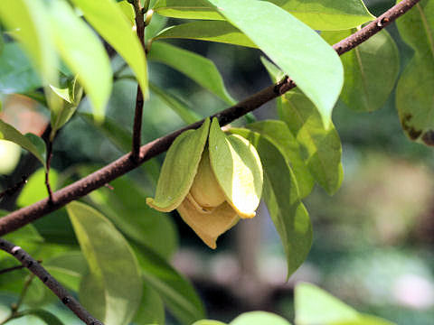 Annona muricata