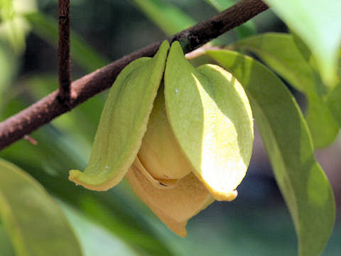 Annona muricata