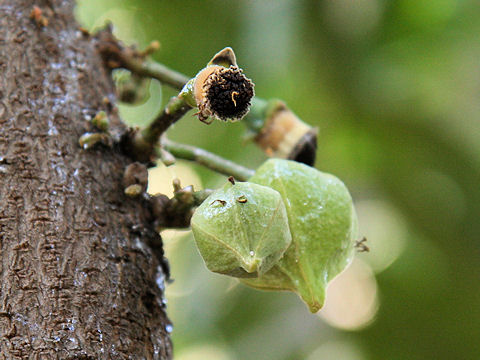 Annona muricata