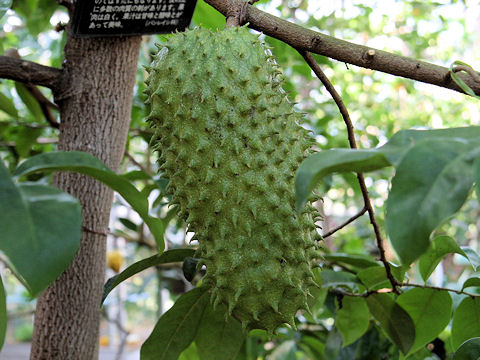 Annona muricata