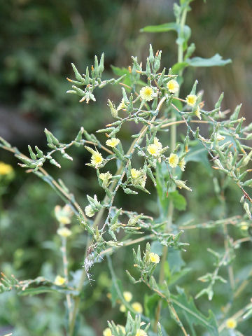 Lactuca serriola