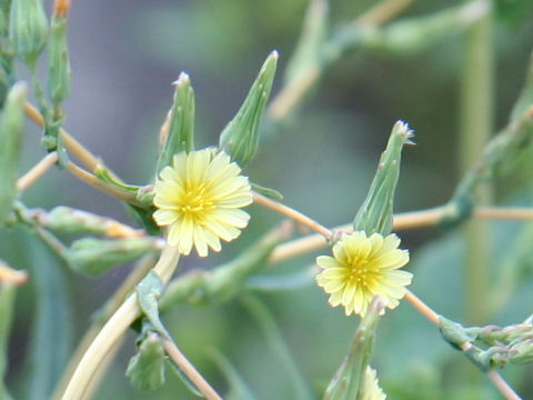 Lactuca serriola