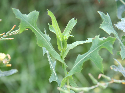 Lactuca serriola