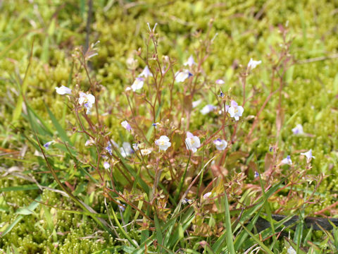 Mazus pumilus